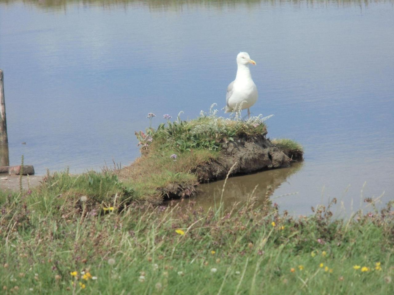 Haus-Halligblick-Ferienwohnung-Hamburger-Hallig Dagebüll Esterno foto